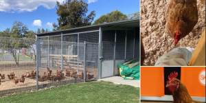 Some of the animals at the Eco Hub at Corrimal High School. 