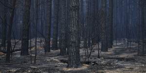 The Black Summer fires have made it harder to source timber from state forests.