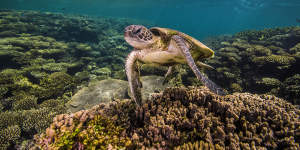 A turtle on Ningaloo Reef. 