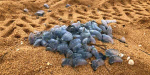 Hundreds of bluebottles have washed up on Narrabeen Beach.