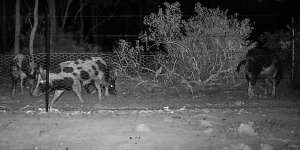 ‘Gosh they’re savvy’:It’s no porky,feral pigs are wreaking havoc across Victoria