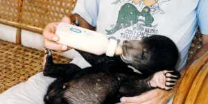 Mr Hobbs soon after he was rescued as a cub in Phnom Penh.