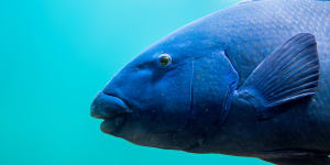 The famous Clovelly groper,known locally as Bluey,captured by nature photographer Jakob de Zwart.