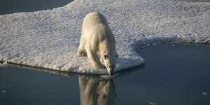 Record low sea ice in the Arctic has an impact on species such as polar bears which need it to survive.