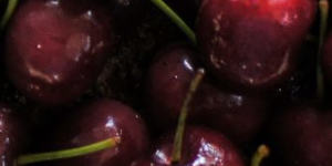 Chilled custard with boozy cherries.