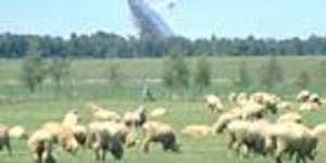 Sheep graze near the Parkes Radio Telescope