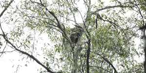 This koala,named Medusa,is being monitored by Science for Wildlife in Kanangra-Boyd National Park in the Blue Mountains in NSW. 