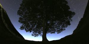 The stars above Sycamore Gap tree near Bardon Mill,England,in 2015.