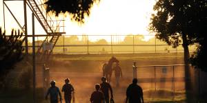 Horses returning to their stables after early morning trackwork at Caulfield.