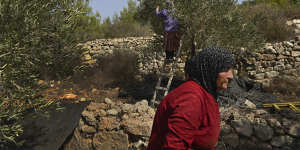 Palestinian women harvest olives on their farm in Area C,near Jibiya in the West Bank,Palestine.