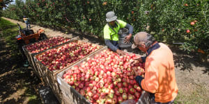 Coles joins call to lift housing and pay standards for seasonal workers