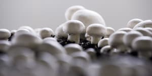 Citi analysts say a meaningful recovery in mushroom prices in 2020 is unlikely.