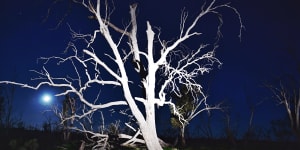 A dead river red gum in the Macquarie Marshes in north-western NSW.