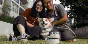 Composite - Jasmin Sun&Kiven Ng are celebrating their dog (Mori)’s first birthday with a specialist patisserie from Pooch cakes. In Carlingford,Sydney on March 17,2023. Photo:Flavio Brancaleone/ The Sydney Morning Herald Pooch Cakes founder Monica Keo Pooch Cakes sells dog-friendly cakes and doughnuts Golp dog yoghurt GIF 