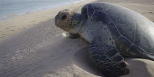 turtles,Gnaraloo Station,Western Australia. Photograph by Fleur Bainger. 