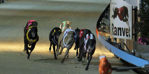 Dapto Dogs track closed after talks with Greyhound Racing NSW break down