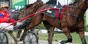 Canberra to host best harness racing meeting in years