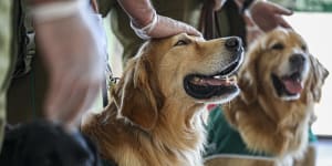 Dogs can sniff out bombs,cancer and now PTSD. They don’t have the same success with drugs