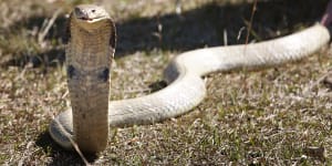 How spitting cobra venom evolved to be a ‘defensive chemical weapon’