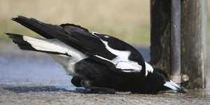 New research has found sleep-deprived magpies will put off their morning song in favour of a sleep-in.