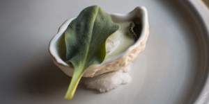 Oyster oyster (oyster and oyster plant).