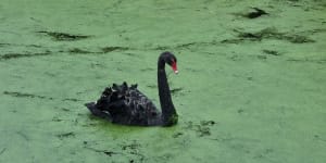 New genetic analysis has discovered the iconic black swan is at unique risk from avian flu.