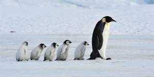 Emperor penguins chicks have struggled to survive in 2022 after record low sea ice coverage impacted their birth rates.