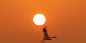 A visit to a precarious paradise for Siberian white cranes