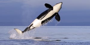 Orcas sink fourth boat off southern Europe in possible ‘fad’ behaviour