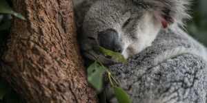 Critics of the bill have warned it could water down environmental regulation and destroy koala habitat.