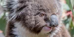 At risk:Koala habitat has been severely eroded. 