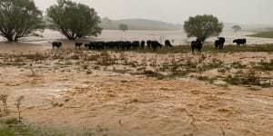 'Like a tsunami':Murrumbateman farmers devastated by recent rains