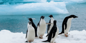 ‘Only one animal tried to avoid us’:The weird world of Antarctica