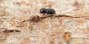 The shot-hole borer attacks living trees by farming fungus.
