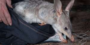 A greater bilby,whose numbers in one part of the sanctuary have more than doubled in three years. 