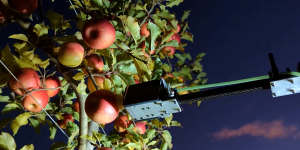 Robots to help in backpacker fruit picking shortfall?