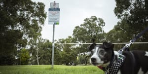 Dogs on the greens,flying golf balls and no set course for a fair way