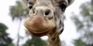 Melbourne Zoo today (Wednesday,7 November) has bid a tremendously sad farewell to iconic Mukulu,the oldest male Rothschild’s Giraffe in the Australasian Region. 
