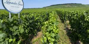 Owner-growers in France’s Champagne region are increasingly"disrupting"the making of bubbly.