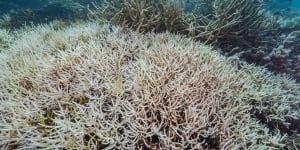 The Great Barrier Reef Marine Park Authority has published its Summer Reef Snapshot Report.