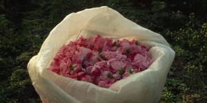 A bag filled with fresh-picked rose petals in Valley of the Roses,Bulgaria.