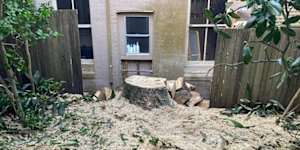 Photo taken by a resident shows the before and after of a 110 magnolia tree cut down on Henrietta Street,Waverley,by Marco Fanuli. He was fined $3000 by council. 