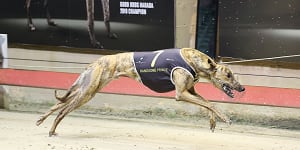 Million dollar man wins again:Lagogiane top dog for second time