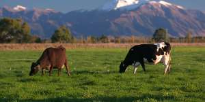 A2 Milk grows up,launches $246m offer to buy Kiwi dairy manufacturer