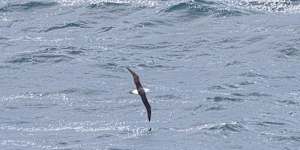 Migratory seabirds that cross between Australian waters and the sub-Antarctic – like this albatross seen at Maroubra on Sunday – are at risk of the disease.