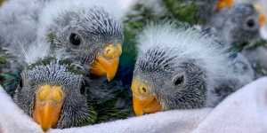 Orange-bellied parrot chicks.