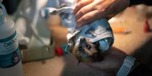 Endangered flying fox pups are cared for around the clock until they can be released into the wild as colonies. 