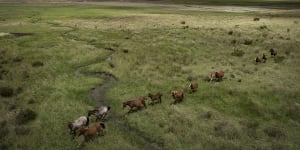 Feral horses in the Kosciuszko National Park,where numbers have increased by 30 per cent. 
