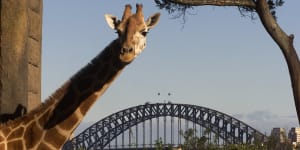Taronga Zoo will close from 5pm on Wednesday to help prevent the spread of COVID-19.