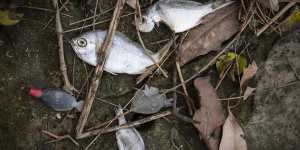 Dead fish near the Parramatta River on Tuesday.